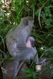 Monkey, Nakuru 0802
