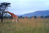 Giraffe, Nakuru 0901