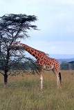 Giraffe, Nakuru 0902
