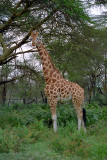 Giraffe, Nakuru 0933