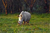 Rhinoceros, Nakuru 0916