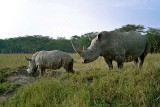 Rhinoceros, Nakuru 0930