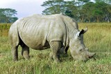 Rhinoceros, Nakuru 0931