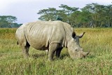 Rhinoceros, Nakuru 0932