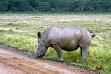 Rhinoceros, Nakuru 1207