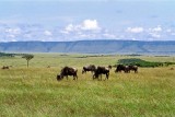 Wildebeest, Masai Mara 0034