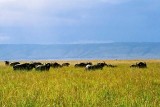 Buffalo, Masai Mara 008