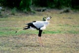 Secretary Bird, Masai Mara 0121