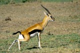 Gazelle, Masai Mara 0137