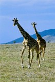 Giraffe, Masai Mara 0225