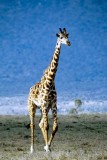 Giraffe, Masai Mara 0237