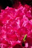 Rhododendron, Charborough Park 0062