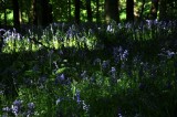 Charborough Park 0067