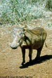 Warthog, Nairobi 0102