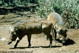 Warthog, Nairobi 0118