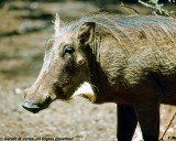 Warthog, Nairobi 0121