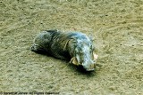 Warthog, Nairobi 0213