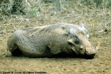 Warthog, Nairobi 0219