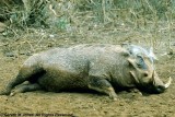 Warthog, Nairobi 0228