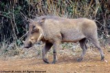 Warthog, Sheldrick 0333