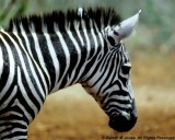 Zebra, Sheldrick 0310