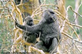 Savanna Baboon, Nairobi 0323