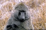 Savanna Baboon, Nairobi 1130