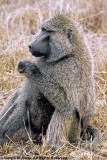 Savanna Baboon, Nairobi 1132