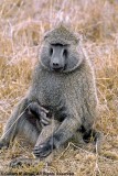 Savanna Baboon, Nairobi 1135
