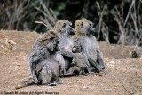 Savanna Baboon, Nairobi 1516