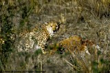Cheetah, Nairobi 2431