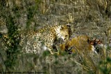 Cheetah, Nairobi 2437
