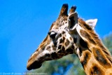 Giraffe, Nairobi 0107