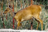 Bushbuck, Nairobi 1235
