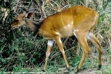 Bushbuck, Nairobi 1514