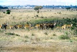 Common Eland, Nairobi 0601