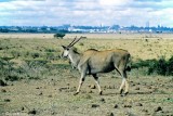 Common Eland, Nairobi 060133