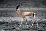 Garnts Gazelle, Nairobi 040122