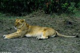 Lion, Masai Mara 1836