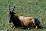 Topi, Masai Mara 1804