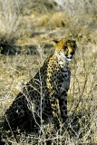 Cheetah, Samburu 010216