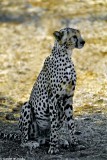 Cheetah, Samburu 020224