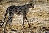 Cheetah, Samburu 020229