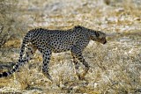 Cheetah, Samburu 020237