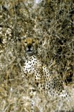 Cheetah, Samburu 020305