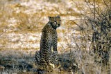 Cheetah, Samburu 020331