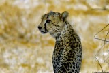 Cheetah, Samburu 020333