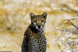 Cheetah, Samburu 020336