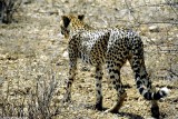 Cheetah, Samburu 020636