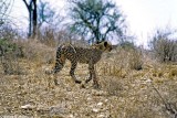 Cheetah, Samburu 020637